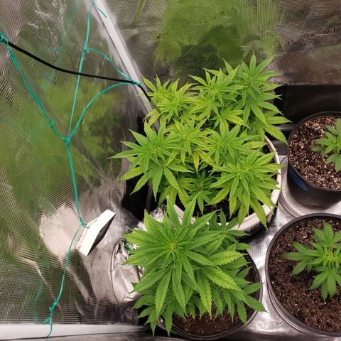Geloctane  growlog photo:  trimmed up the geloctane and cut 3 clones 12:00pm