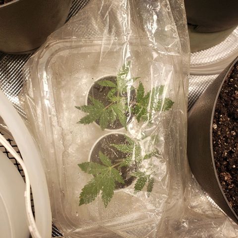 Geloctane  growlog photo:  trimmed up the geloctane and cut 3 clones 12:00pm