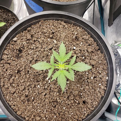 Geloctane  growlog photo: Looking ok