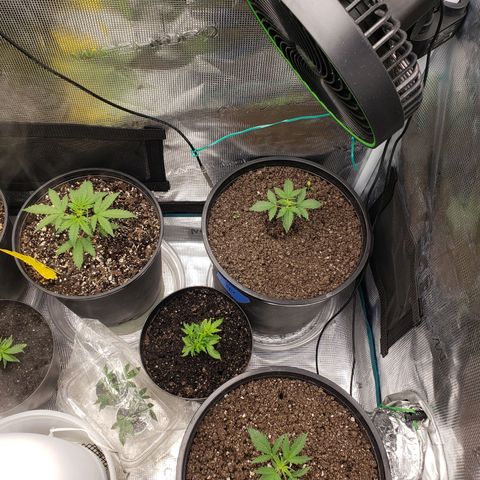 Geloctane  growlog photo:  trimmed up the geloctane and cut 3 clones 12:00pm