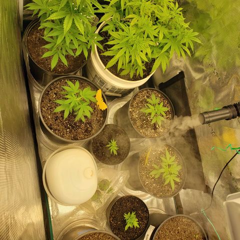 Geloctane  growlog photo:  trimmed up the geloctane and cut 3 clones 12:00pm