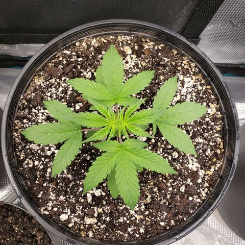Geloctane  growlog photo: It is so hard to take care of marijuana plants 