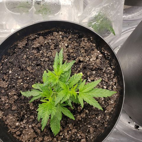 Geloctane  growlog photo: It is so hard to take care of marijuana plants 