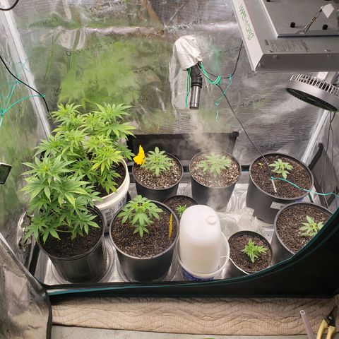 Geloctane  growlog photo: It is so hard to take care of marijuana plants 