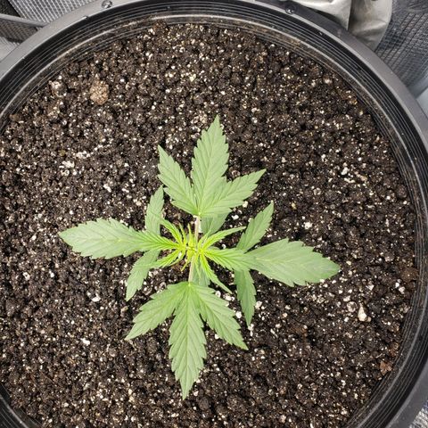 Geloctane  growlog photo: It is so hard to take care of marijuana plants 