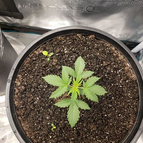 Geloctane  growlog photo: It is so hard to take care of marijuana plants 