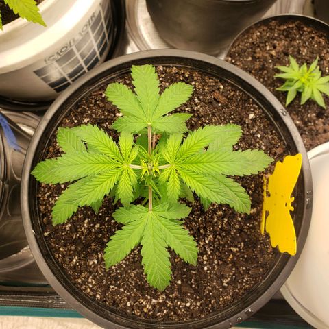 Geloctane  growlog photo: It is so hard to take care of marijuana plants 