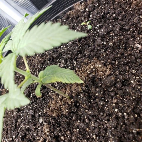 Geloctane  growlog photo: It is so hard to take care of marijuana plants 
