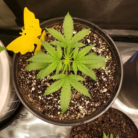 Geloctane  growlog photo: It is so hard to take care of marijuana plants 