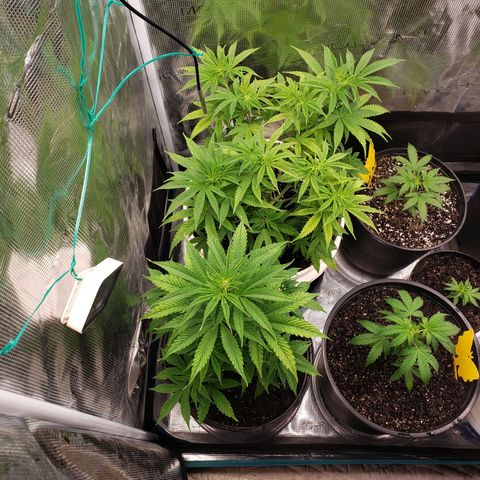 Geloctane  growlog photo: It is so hard to take care of marijuana plants 