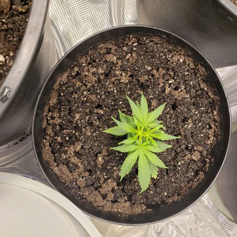 Geloctane  growlog photo: It is so hard to take care of marijuana plants 