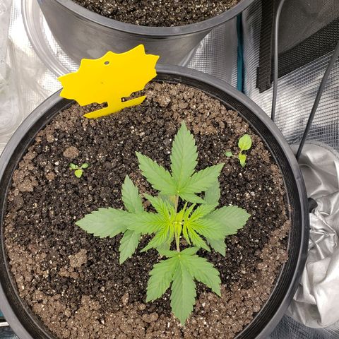 Geloctane  growlog photo: What can I say there are so many problems with these plants 