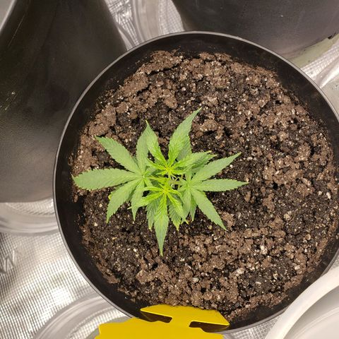 Geloctane  growlog photo: What can I say there are so many problems with these plants 