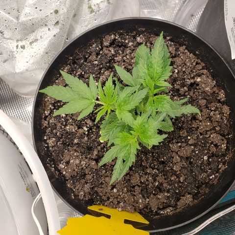 Geloctane  growlog photo: What can I say there are so many problems with these plants 
