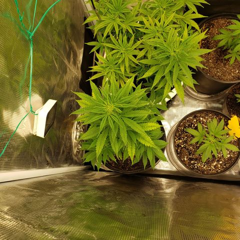 Geloctane  growlog photo: What can I say there are so many problems with these plants 