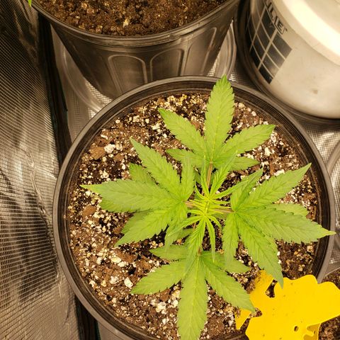 Geloctane  growlog photo: What can I say there are so many problems with these plants 