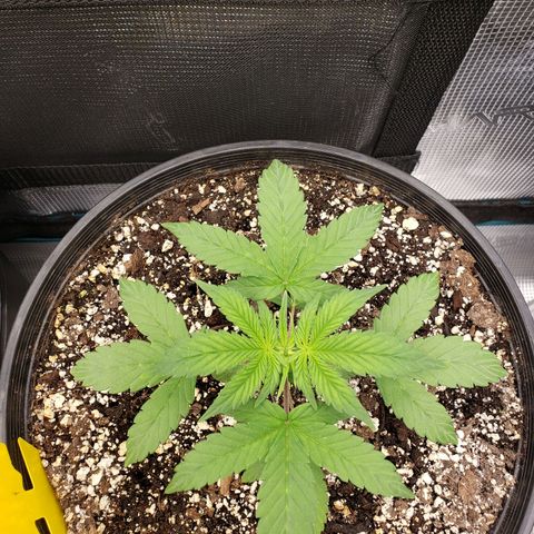 Geloctane  growlog photo: What can I say there are so many problems with these plants 