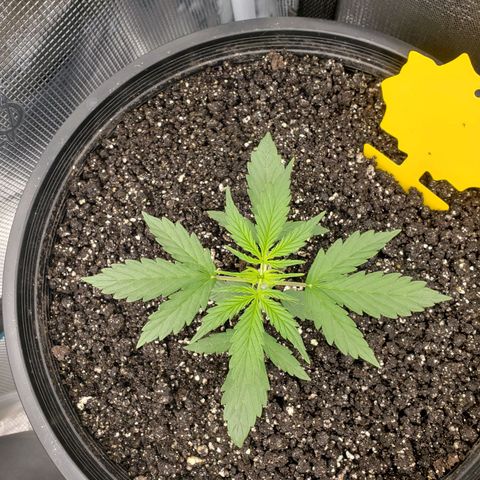 Geloctane  growlog photo: What can I say there are so many problems with these plants 