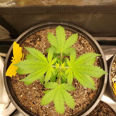 Geloctane  growlog photo: What can I say there are so many problems with these plants 