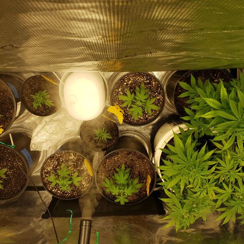 Geloctane  growlog photo: What can I say there are so many problems with these plants 