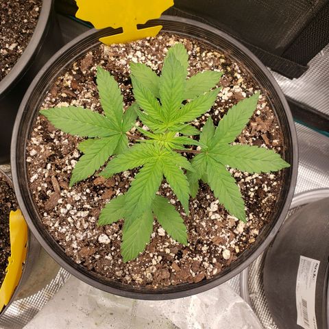 Geloctane  growlog photo: Deficiencies overwatering underwatering ph is off?