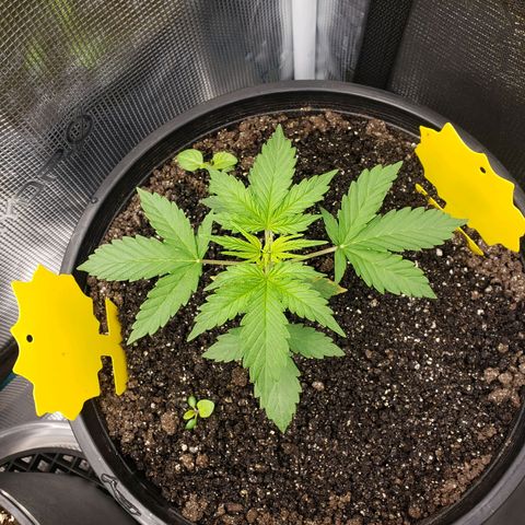 Geloctane  growlog photo: Deficiencies overwatering underwatering ph is off?