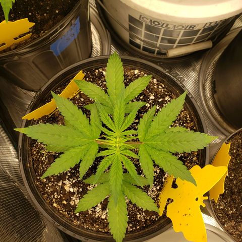 Geloctane  growlog photo: Deficiencies overwatering underwatering ph is off?