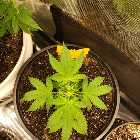 Geloctane  growlog photo: Deficiencies overwatering underwatering ph is off?