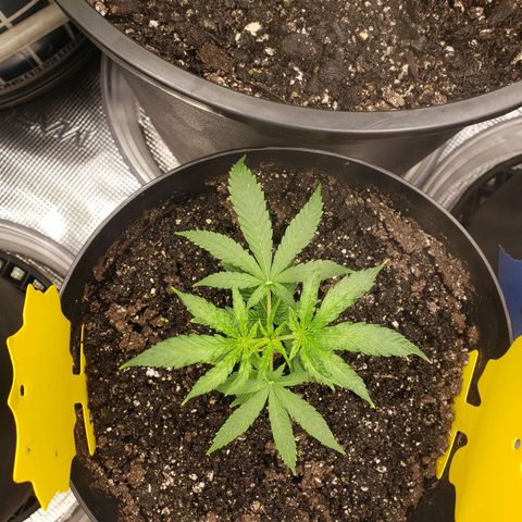 Geloctane  growlog photo: Deficiencies overwatering underwatering ph is off?