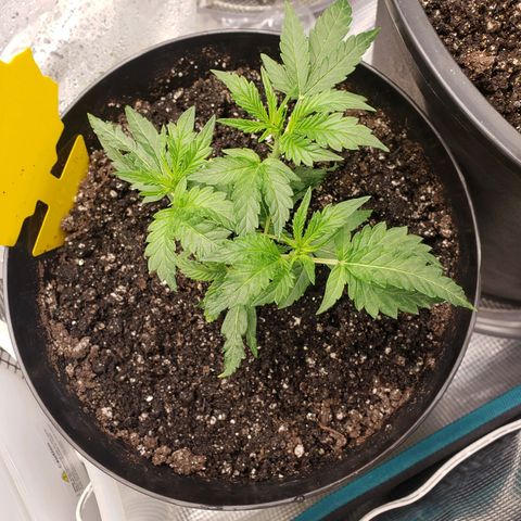 Geloctane  growlog photo: Deficiencies overwatering underwatering ph is off?