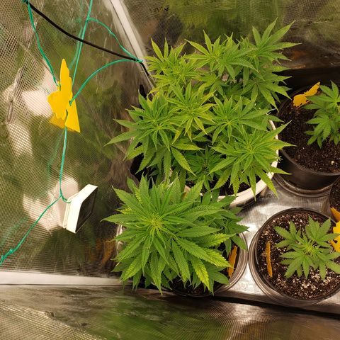 Geloctane  growlog photo: Deficiencies overwatering underwatering ph is off?