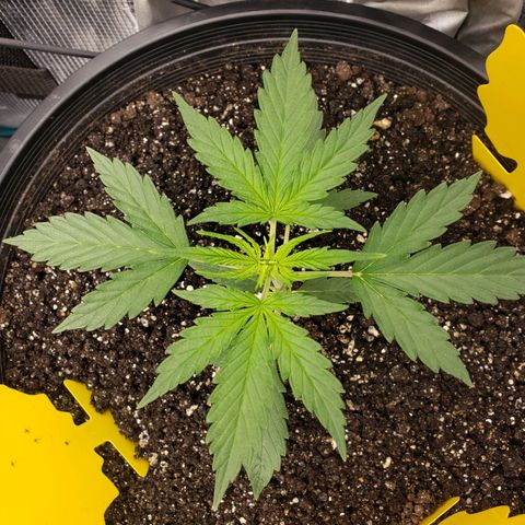 Geloctane  growlog photo: Deficiencies overwatering underwatering ph is off?