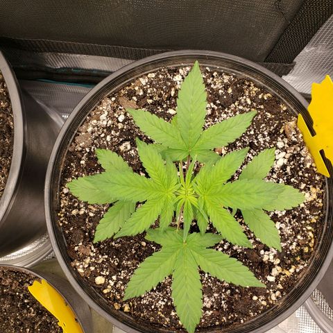 Geloctane  growlog photo: 3:00pm 