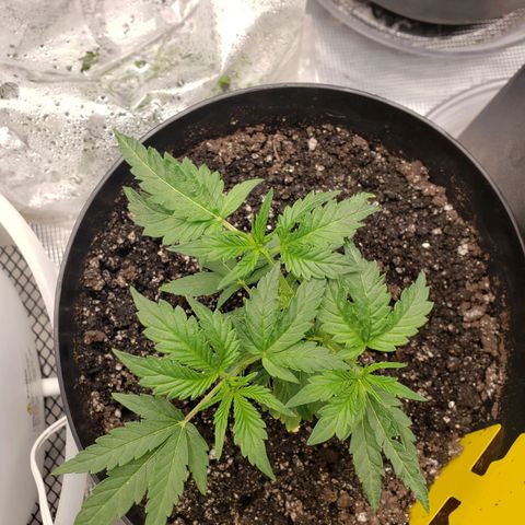 Geloctane  growlog photo: 3:00pm 