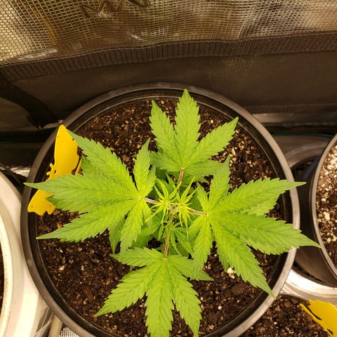 Geloctane  growlog photo: 3:00pm 