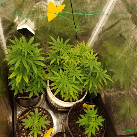 Geloctane  growlog photo: 3:00pm 