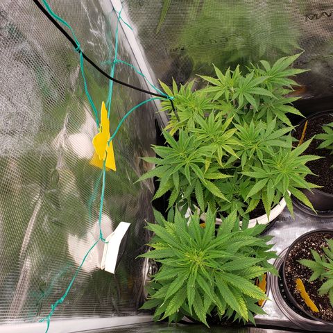 Geloctane  growlog photo: 3:00pm 