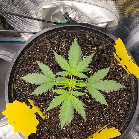 Geloctane  growlog photo: 3:00pm 