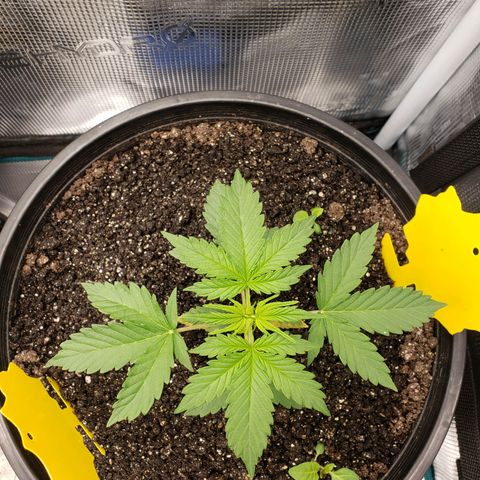 Geloctane  growlog photo: 3:00pm 
