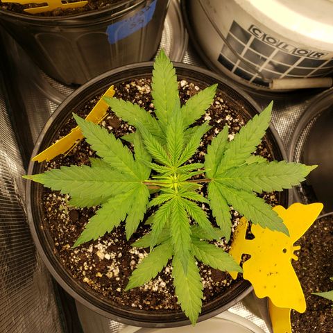 Geloctane  growlog photo: 3:00pm 