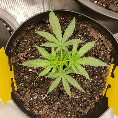 Geloctane  growlog photo: 3:00pm 