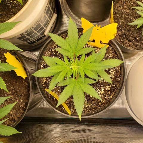 Geloctane  growlog photo: Morning pictures 
