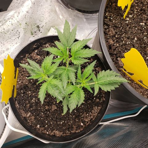 Geloctane  growlog photo: Morning pictures 