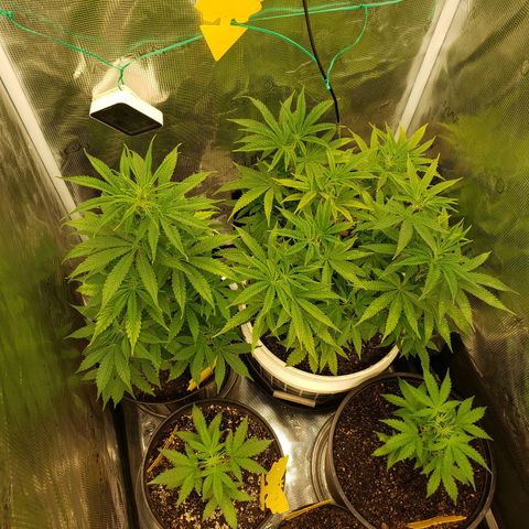 Geloctane  growlog photo: Morning pictures 