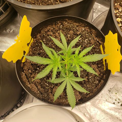 Geloctane  growlog photo: Morning pictures 