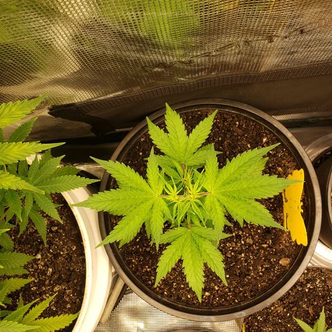 Geloctane  growlog photo: Morning pictures 