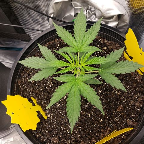 Geloctane  growlog photo: Morning pictures 