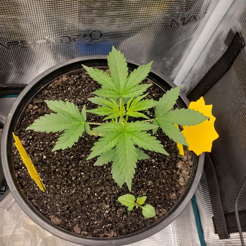 Geloctane  growlog photo: Morning pictures 