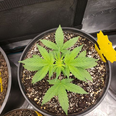 Geloctane  growlog photo: Morning pictures 