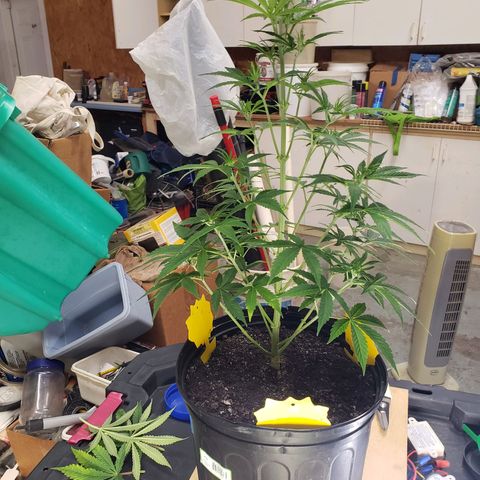 Geloctane  growlog photo: Trimmed and watered geloctane and super skunk